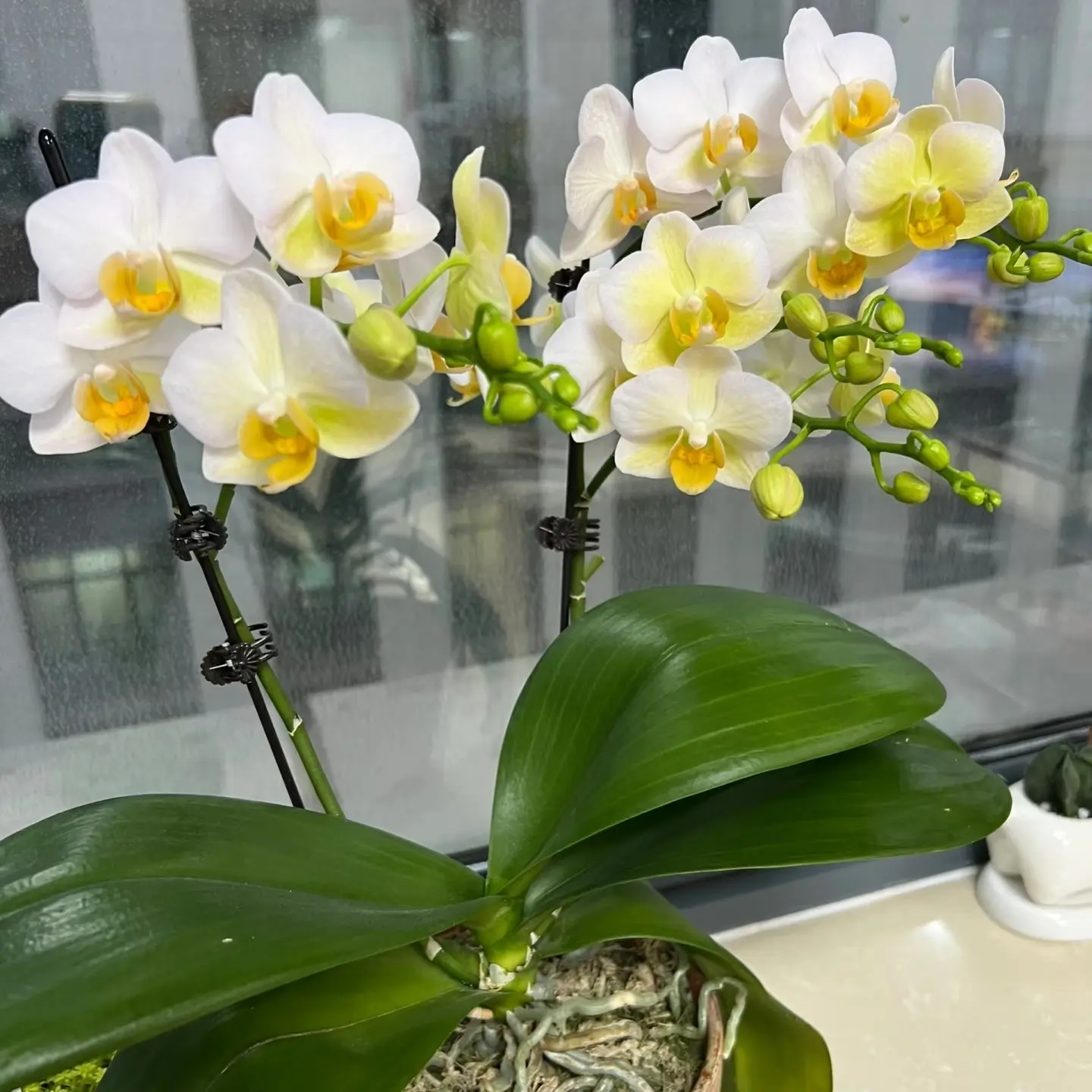 带花带花苞蝴蝶兰（勃艮第）室内花卉盆栽四季开花好养耐养花期长