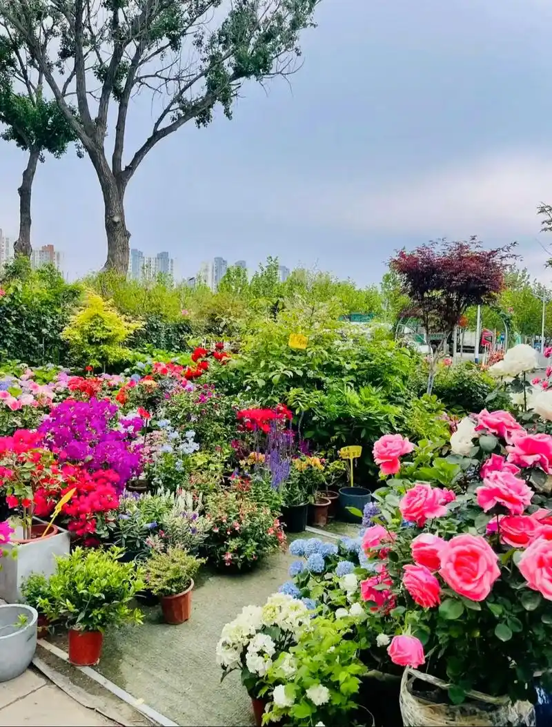 精品绿植园艺花卉【满100米包邮】