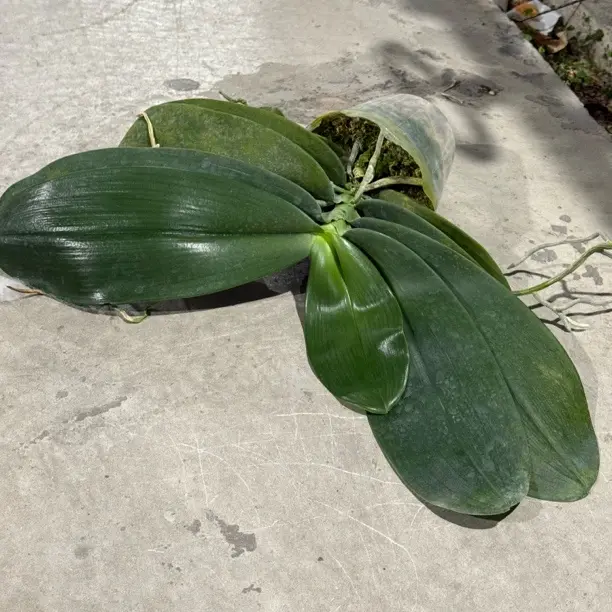 大维白象耳蝴蝶兰