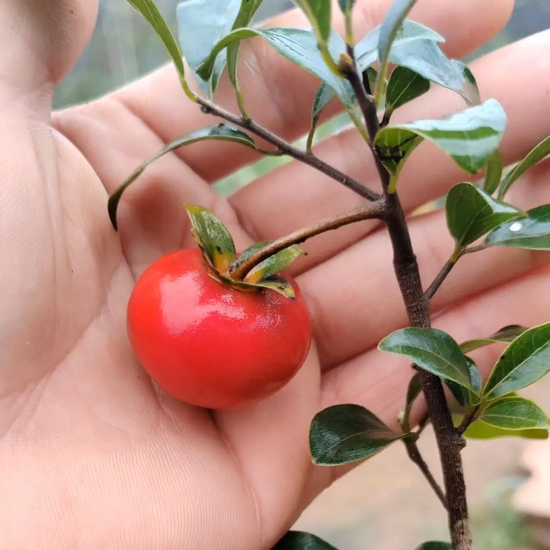 金弹子庭院观赏佳品