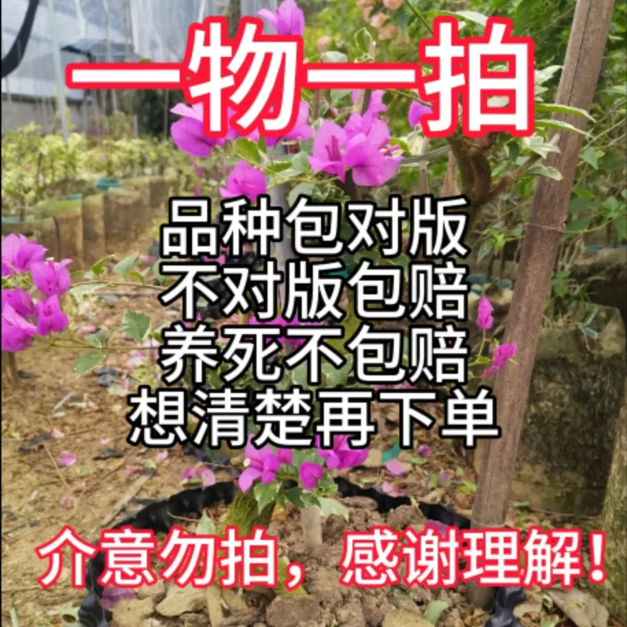 三角梅原生老桩（生桩）包对版