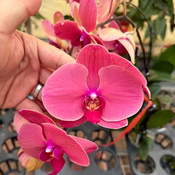 蝴蝶兰 苹果红福利款