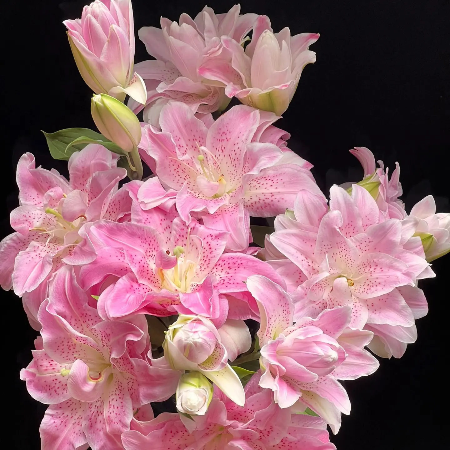 第二家真真粉拉菲百合多头，我要买我不售后