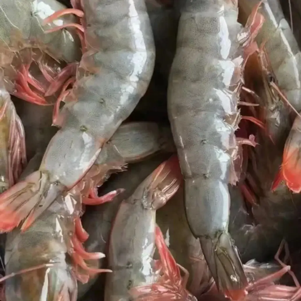 新鲜海捕大号大虾肉质鲜嫩单只15 - 18厘米