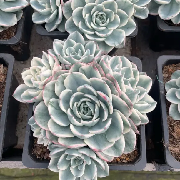 新手好养适合阳台庭院养护的地栽奶油黄桃锦群多肉植物