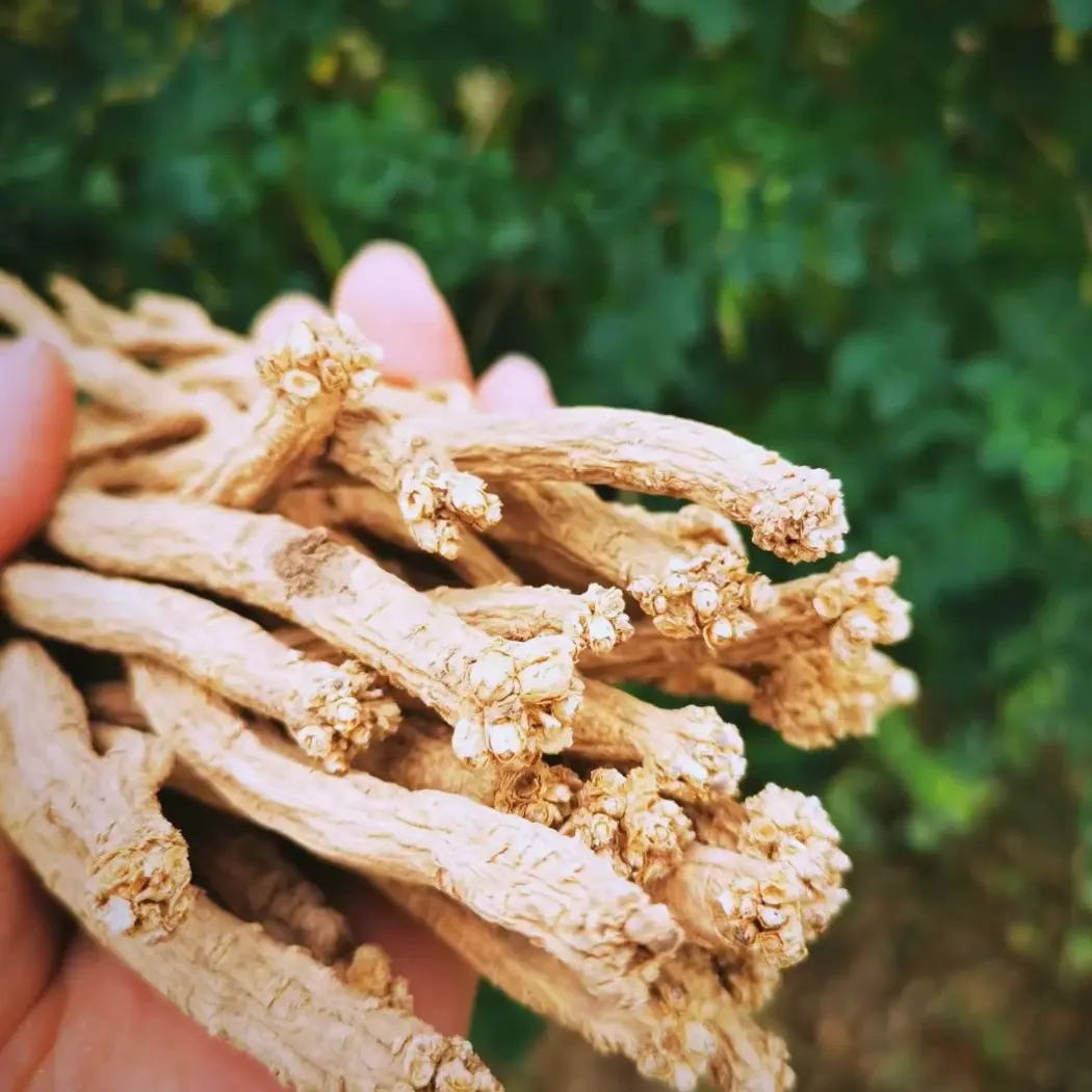 甘肃岷县无硫党参干货食材可煲汤泡水《随机赠送小当归一颗》