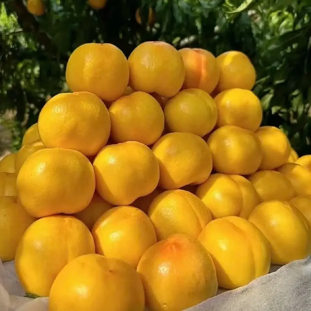 【黄金油桃19.9三斤】头茬现摘现发脆甜多汁，京东当天发货（天气原因偶有花斑介意勿拍，箱有空格量已给足）河北省