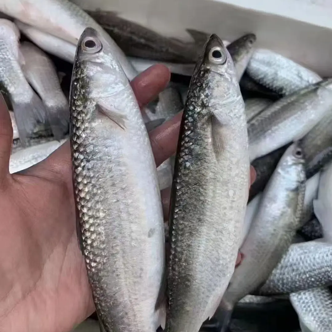 本地鲫鱼，好吃季节