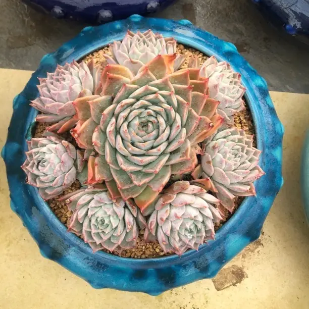 杂交完美双手捧、好养适合室内外园艺