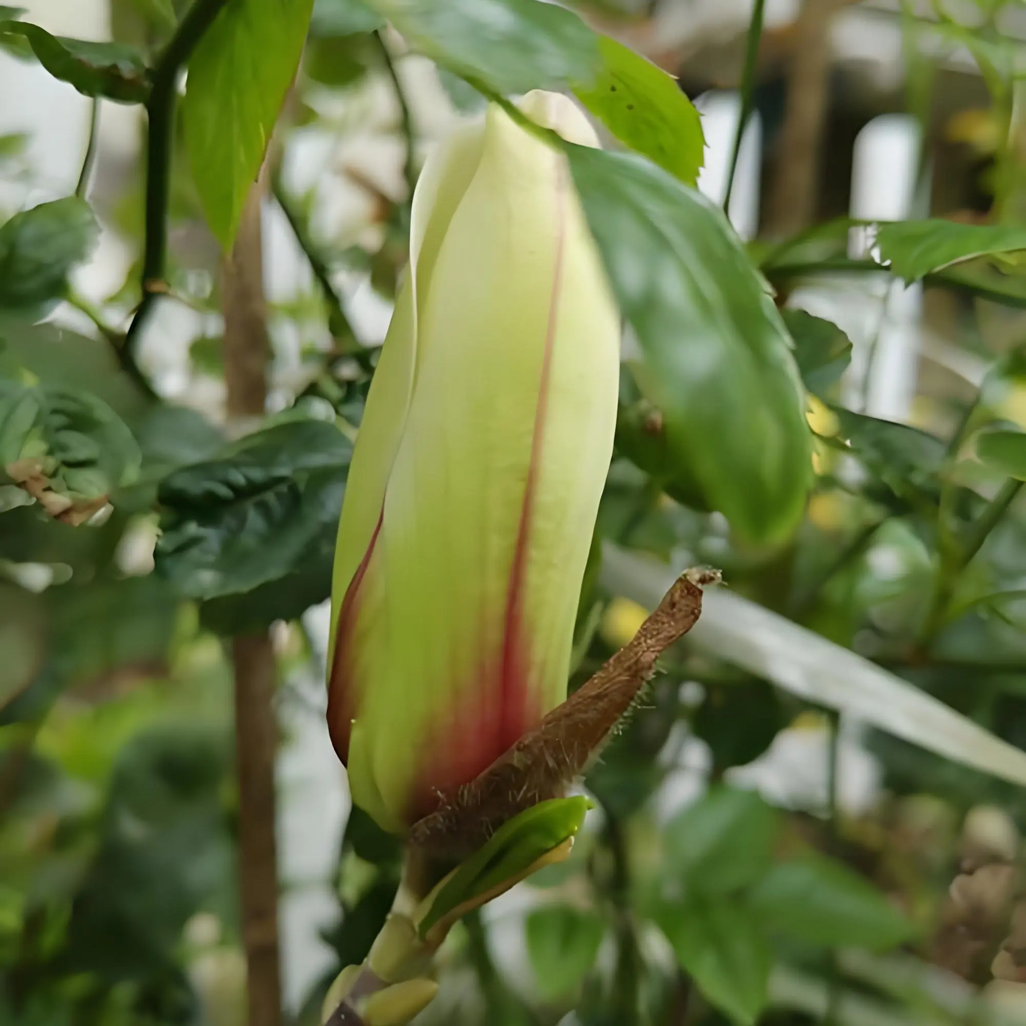 《日出玉兰》开花机器又称香水玉兰阳台庭院南北方种植抗严寒耐高温