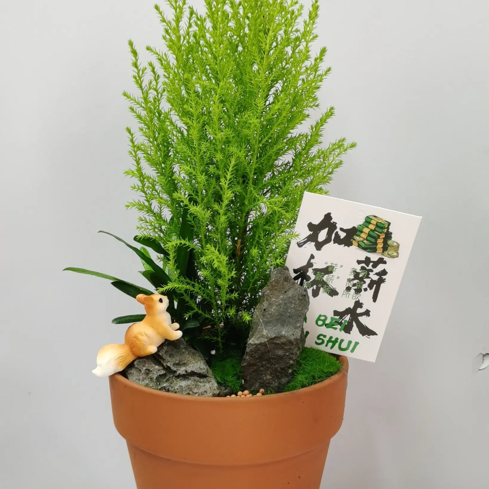 小香松圣诞树盆栽室内桌面四季常青好养花卉绿植