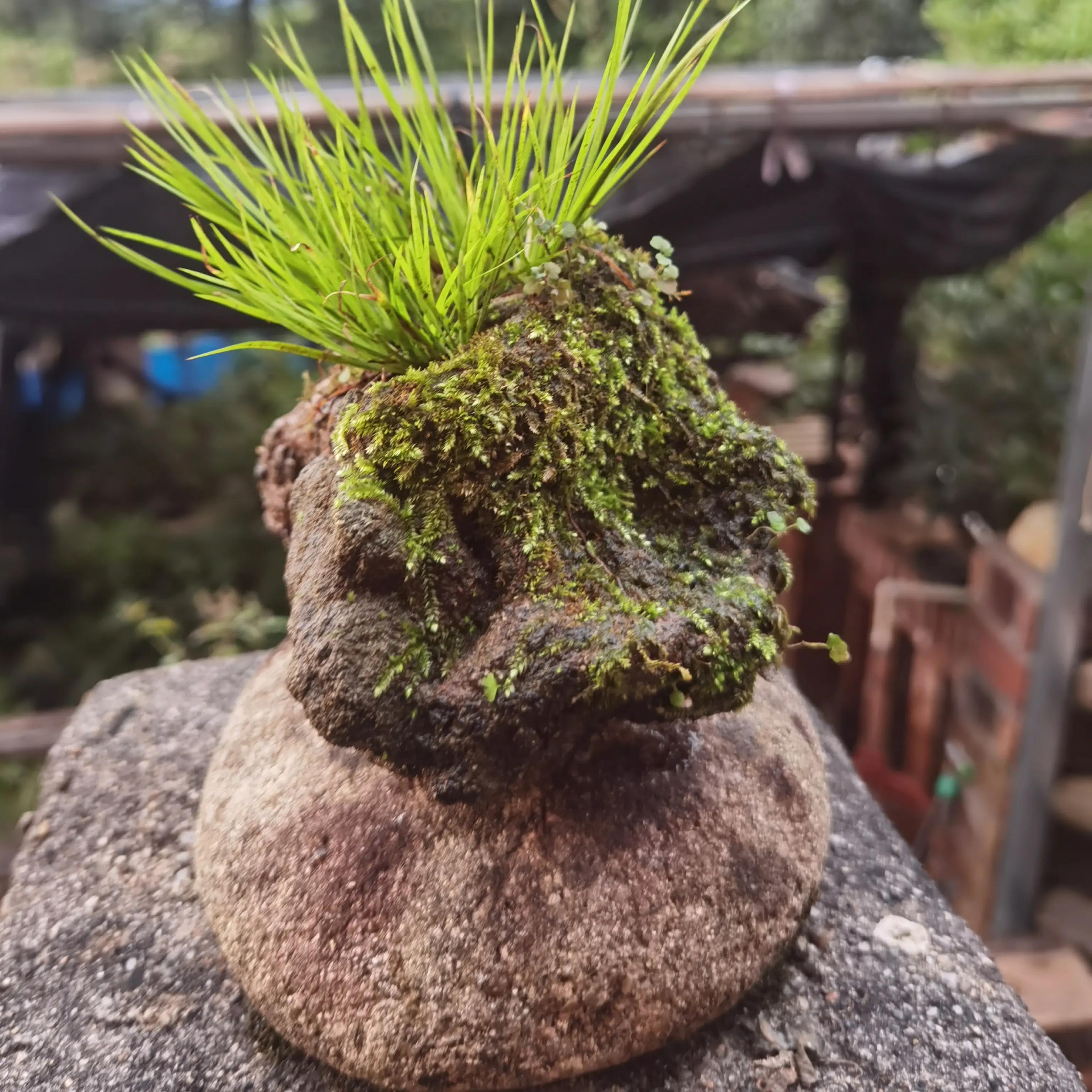 姬菖蒲吸水批发小盆栽水培植物室内附石盆景清香好养绿植石菖蒲