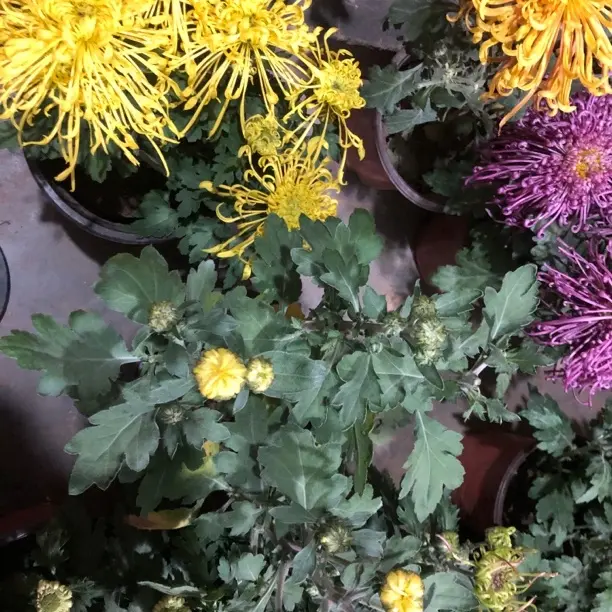 一物一拍土球发货，不售后