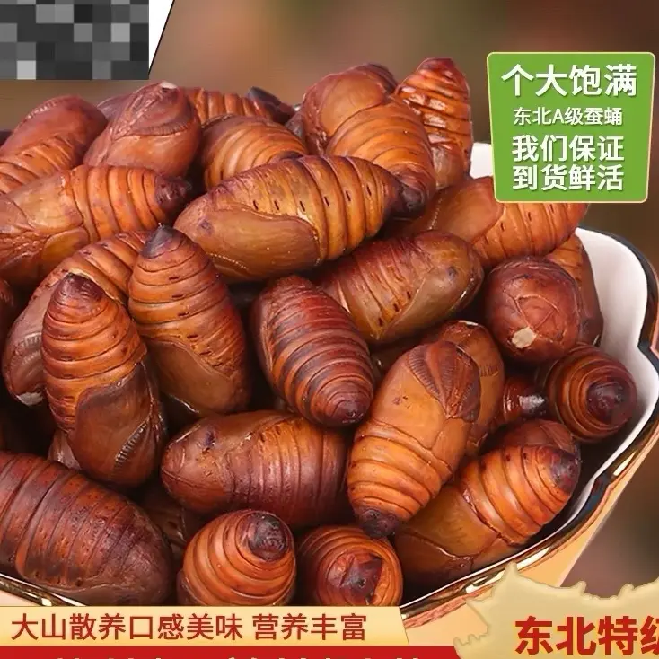 东北特产大黄蚕蛹（一斤45个）新鲜柞树蚕蛹高蛋白绿色优质营养