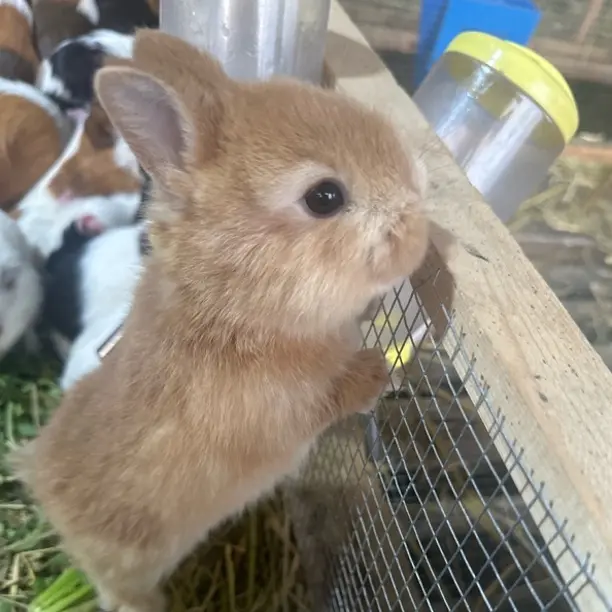 兔长不大不咬人适合家养