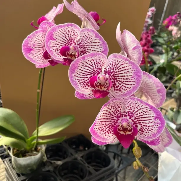 《百鸟朝凤》蝴蝶兰，3.5寸杯带花剑发货