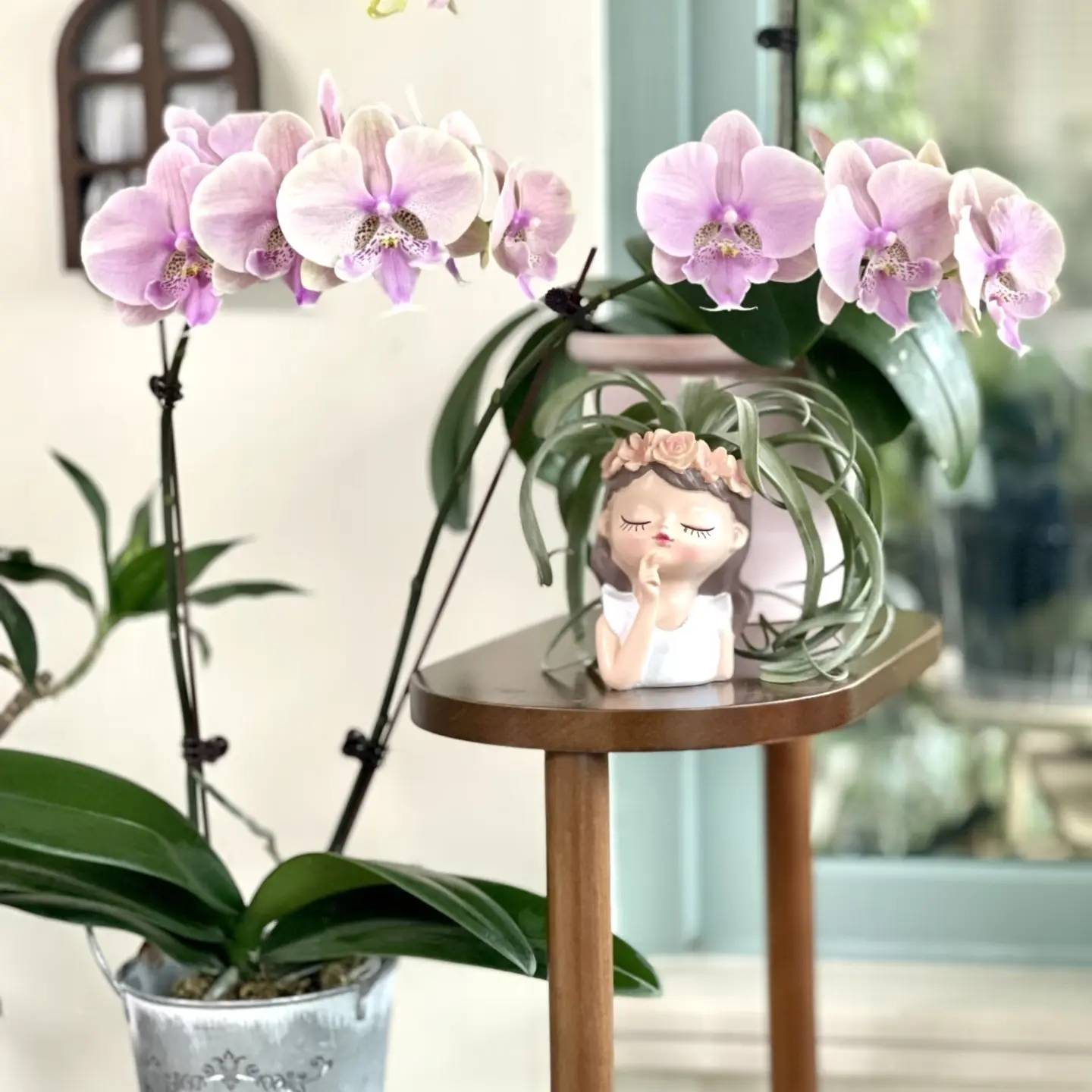 带花剑蝴蝶兰室内花卉盆栽四季开花好养耐养净化空气