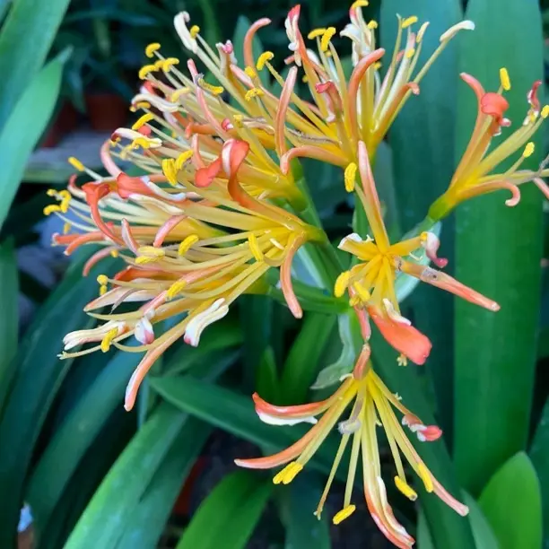 无瓣君子兰异花大花兰花苗带花苞国兰过年开花绿植盆栽