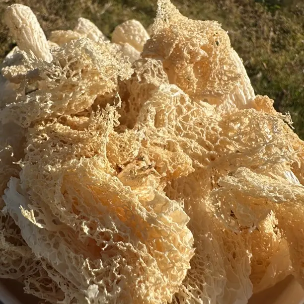 【姐妹花的竹荪】干货无硫当季采摘煲汤火锅营养食用菌菇食材