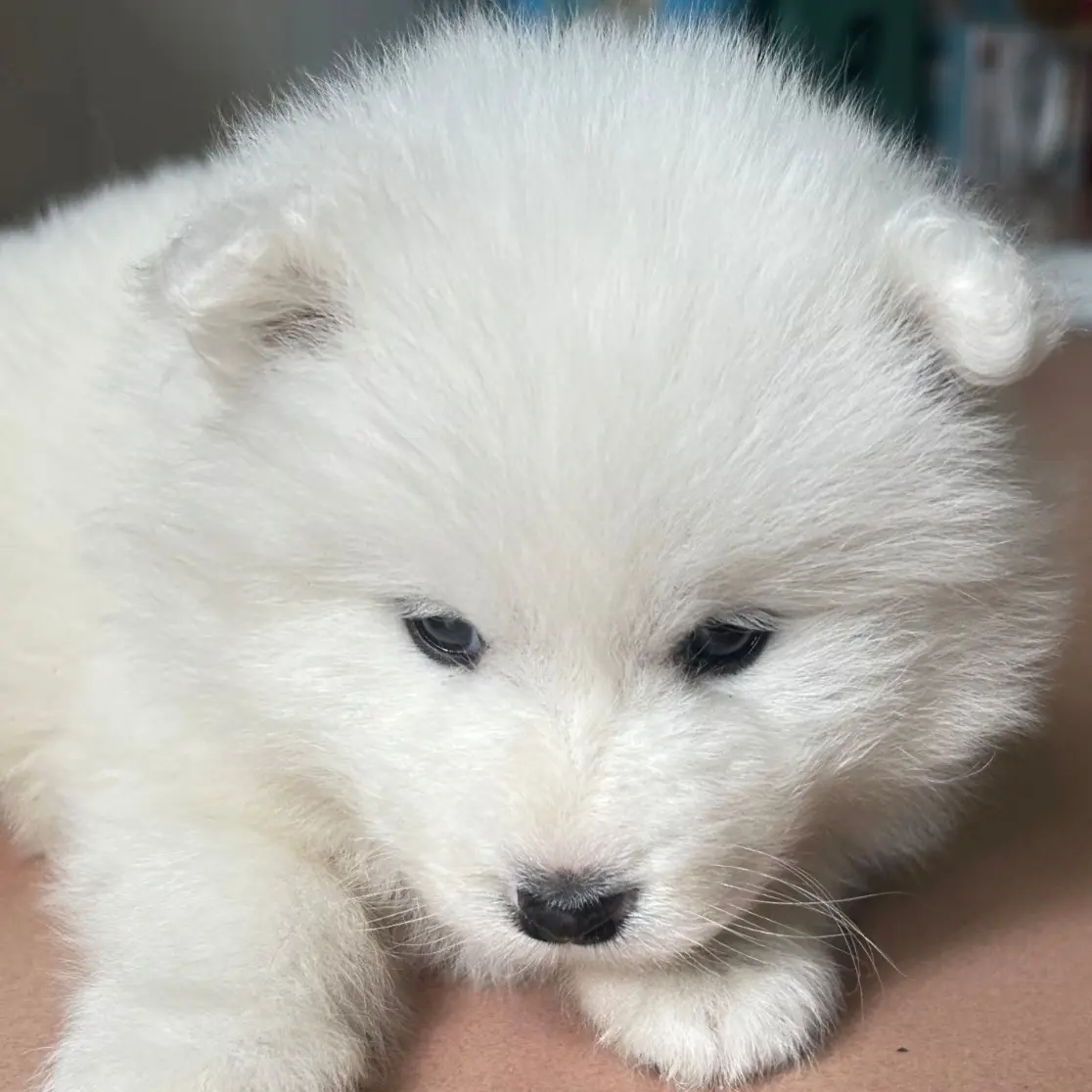 熊版可爱宠物狗活体