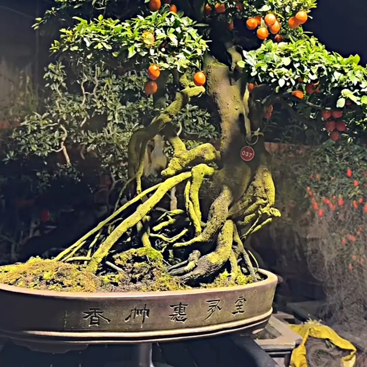 金弹子生桩熟桩灌木一物一拍