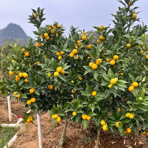 四季带果金桔盆栽适合室内外观赏种植