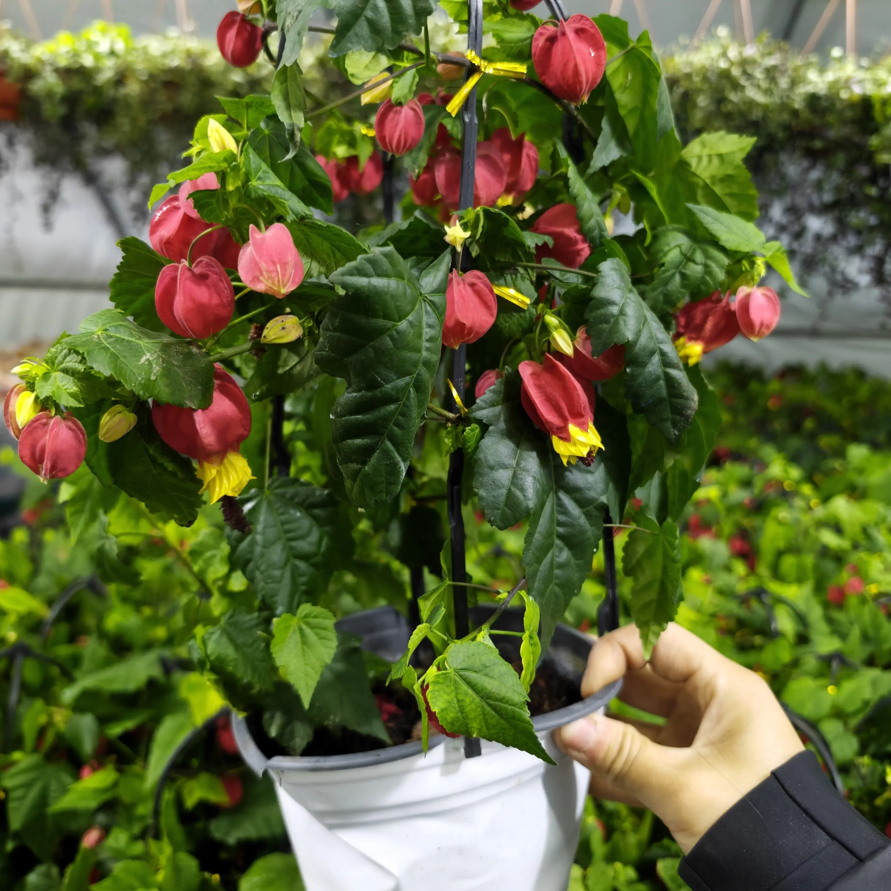 灯笼花盆栽耐阴耐热阳台庭院易养花卉植物