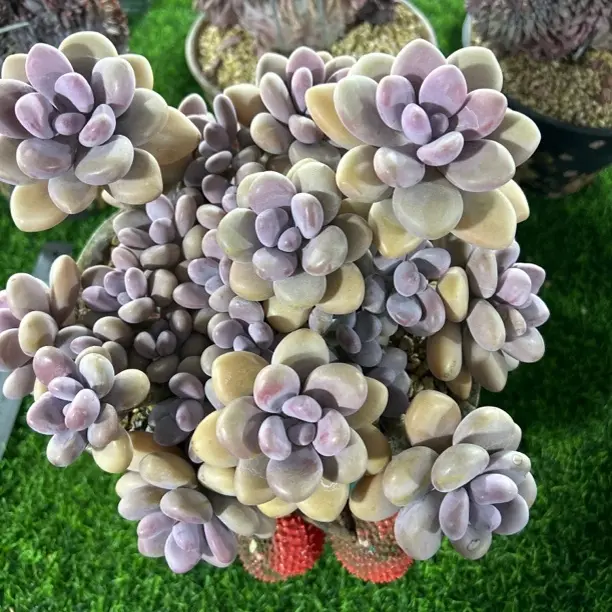 桃蛋多肉植物圆胖类型