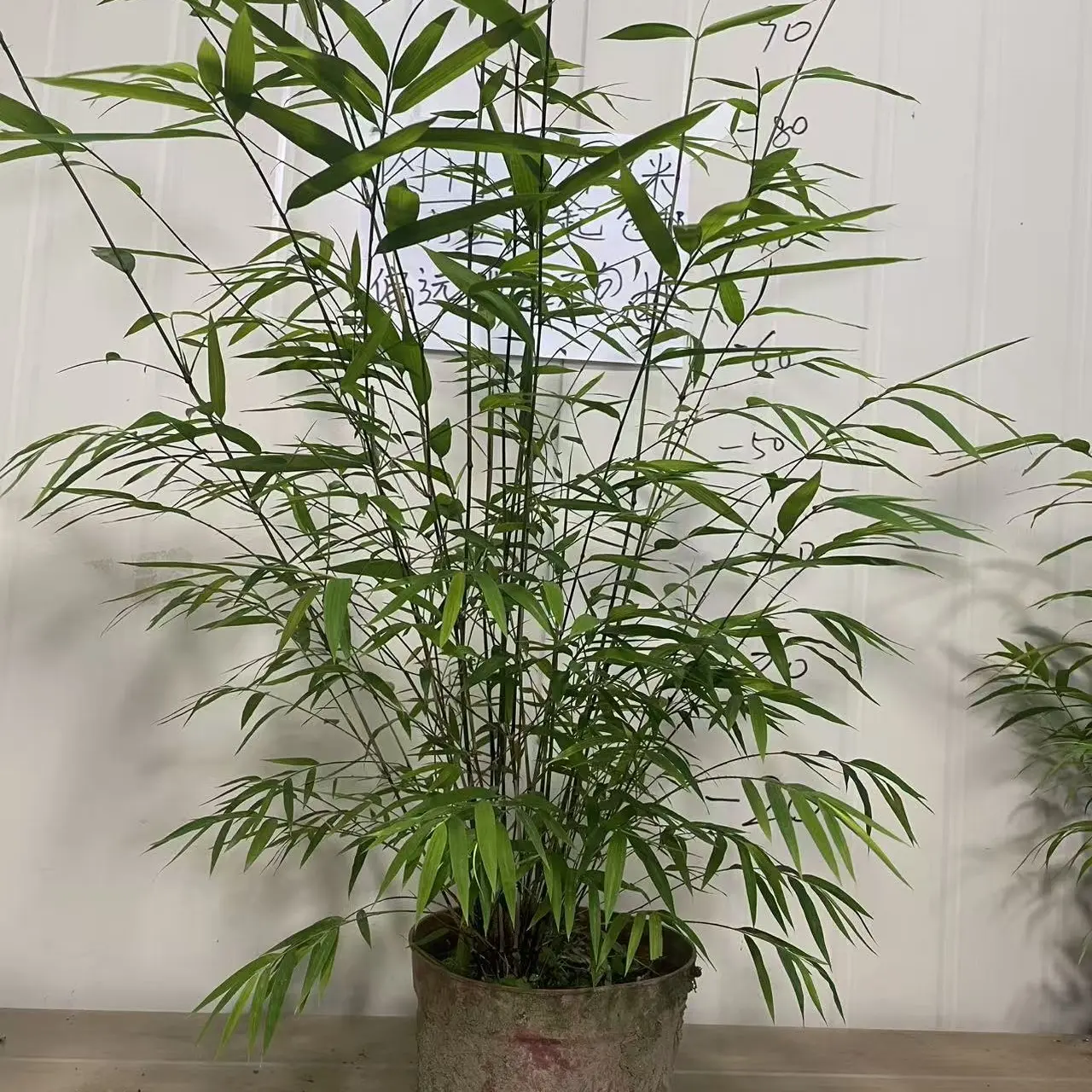 内门竹盆栽室内外观赏造景四季常绿好养易活竹子偏远六省不包邮