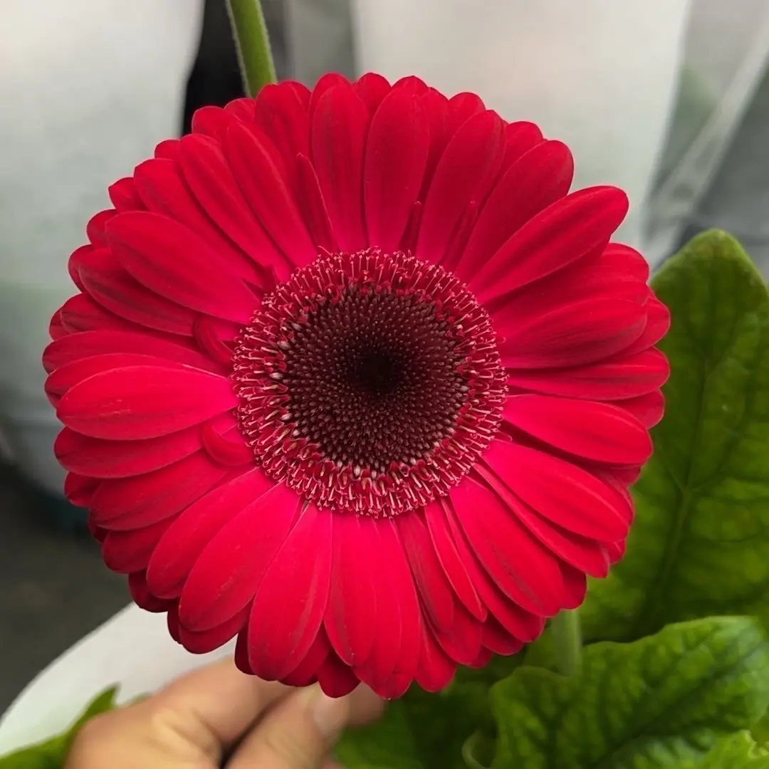 高杆非洲菊话梅糖2加仑盆