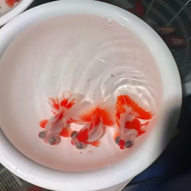 好养耐活观赏金鱼鸿运当头冷水淡水国粹金鱼