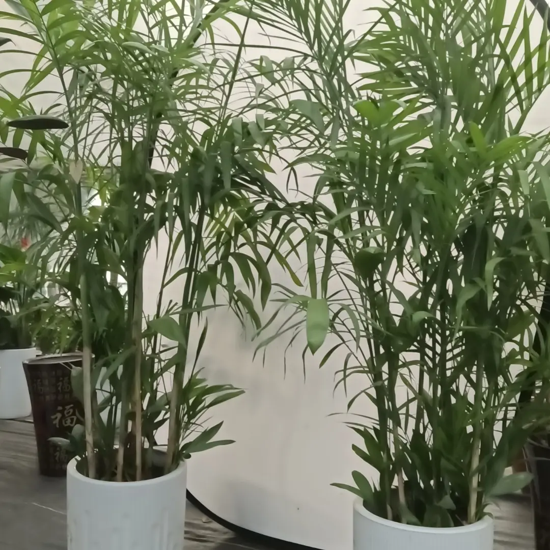 夏威夷竹带盆一对，网上下单，到店自提。