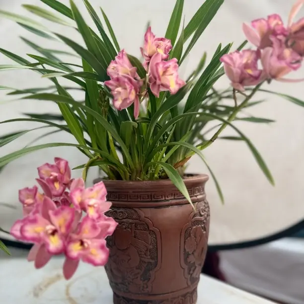 杂交兰三星蝶精致盆栽带花带苞浓香好养室内花卉