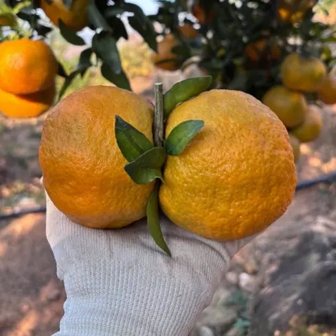 【特大果】十斤礼盒装芦柑季节酸甜可口水分充足果园直发