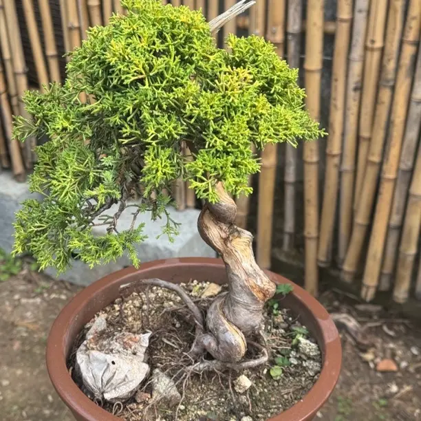 精品盆景展现独特韵味