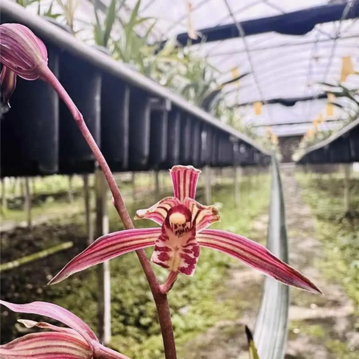 墨兰兰花兰松鹤图瓷白中透线艺【浓香型花期：春节前后】