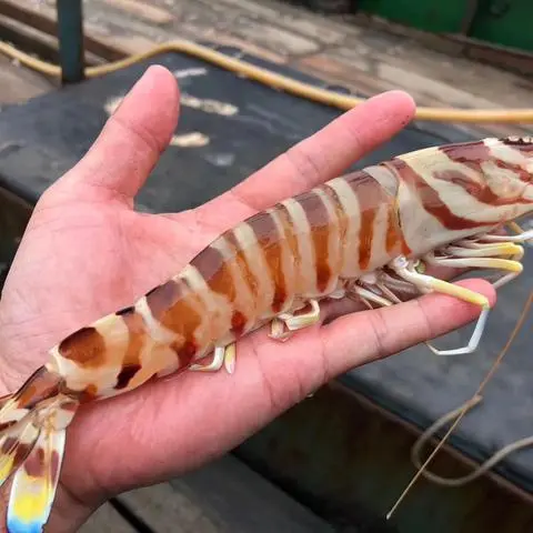 【野生斑节虾】现捞现秤，活活打氧发出，包鲜不包活
