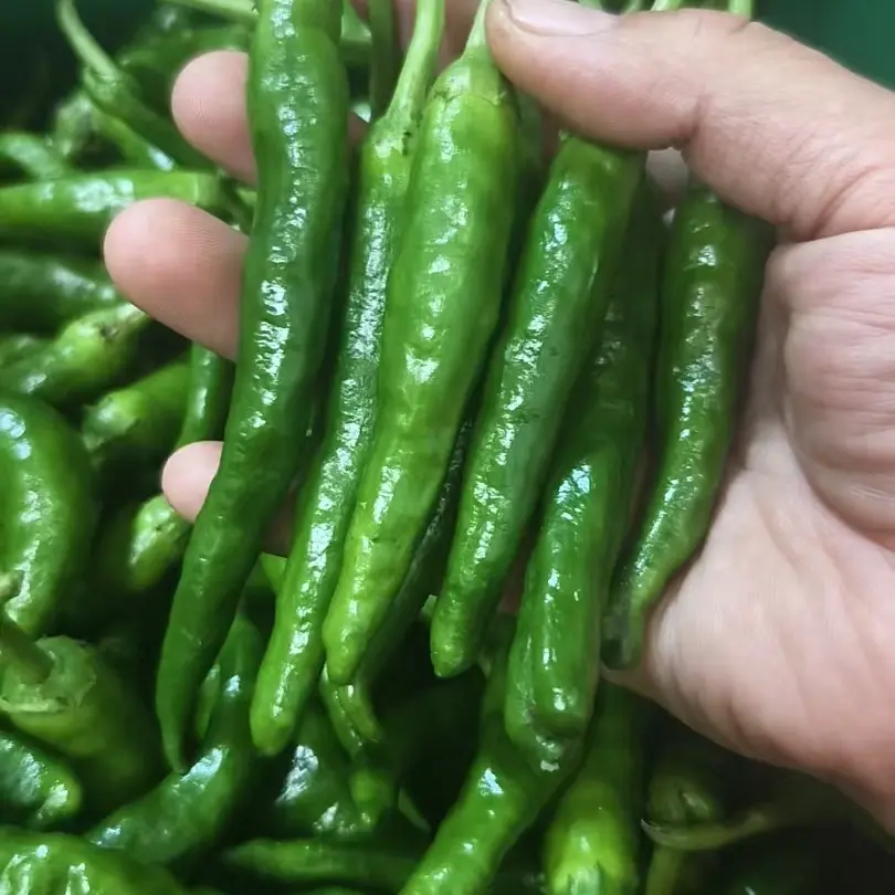 樟树薄皮青椒湖南品种新鲜现摘农家自种微辣虎皮青椒软糯蔬菜
