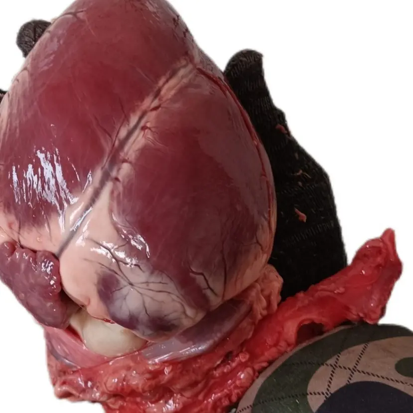 大笑鹿业 十年老店 保真保纯梅花鹿公母鹿心 新鲜 假一赔十