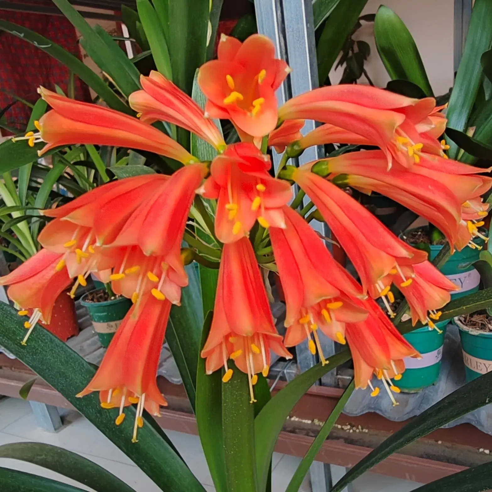 异花君子兰花卉苗子