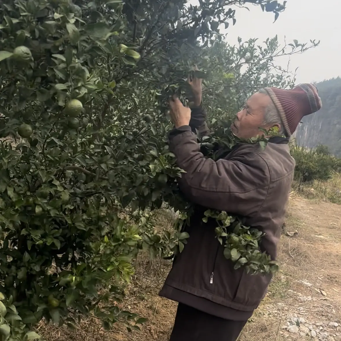 （全甜无酸）湖南湘西高山小青柑