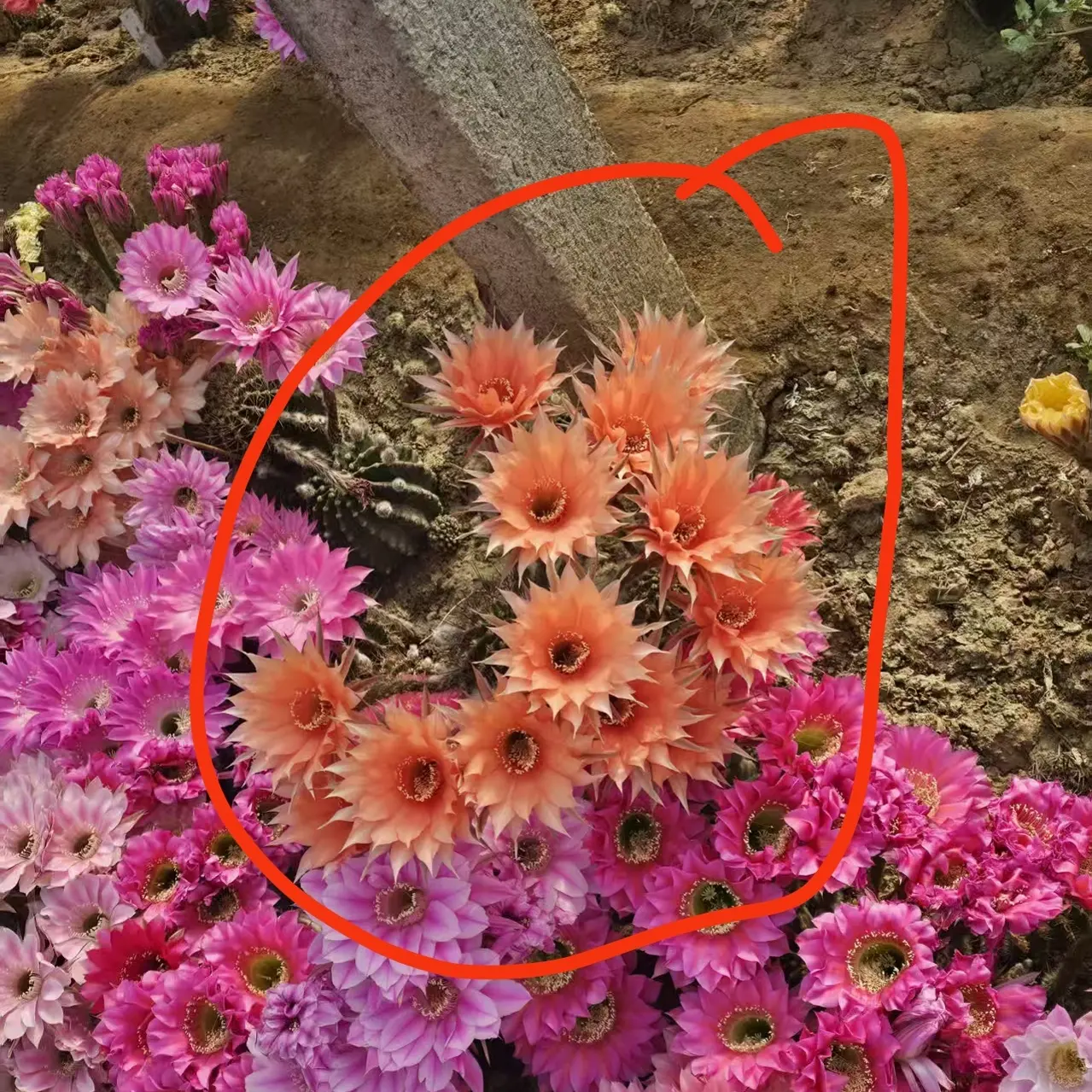 精品彩草仙人球   美梦  特大球体   香槟色