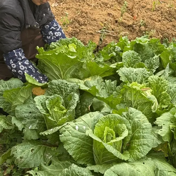 新鲜现砍露天种植霜打白菜农家自种火锅青菜