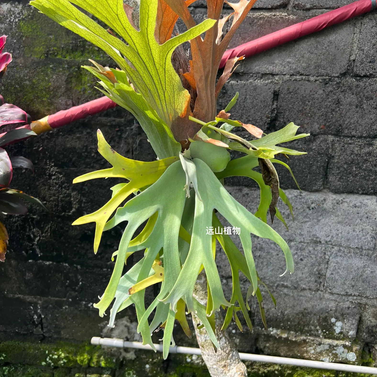 远山植物鹿角蕨直播链接（叶损不可避免，介意勿拍）包芽点健康