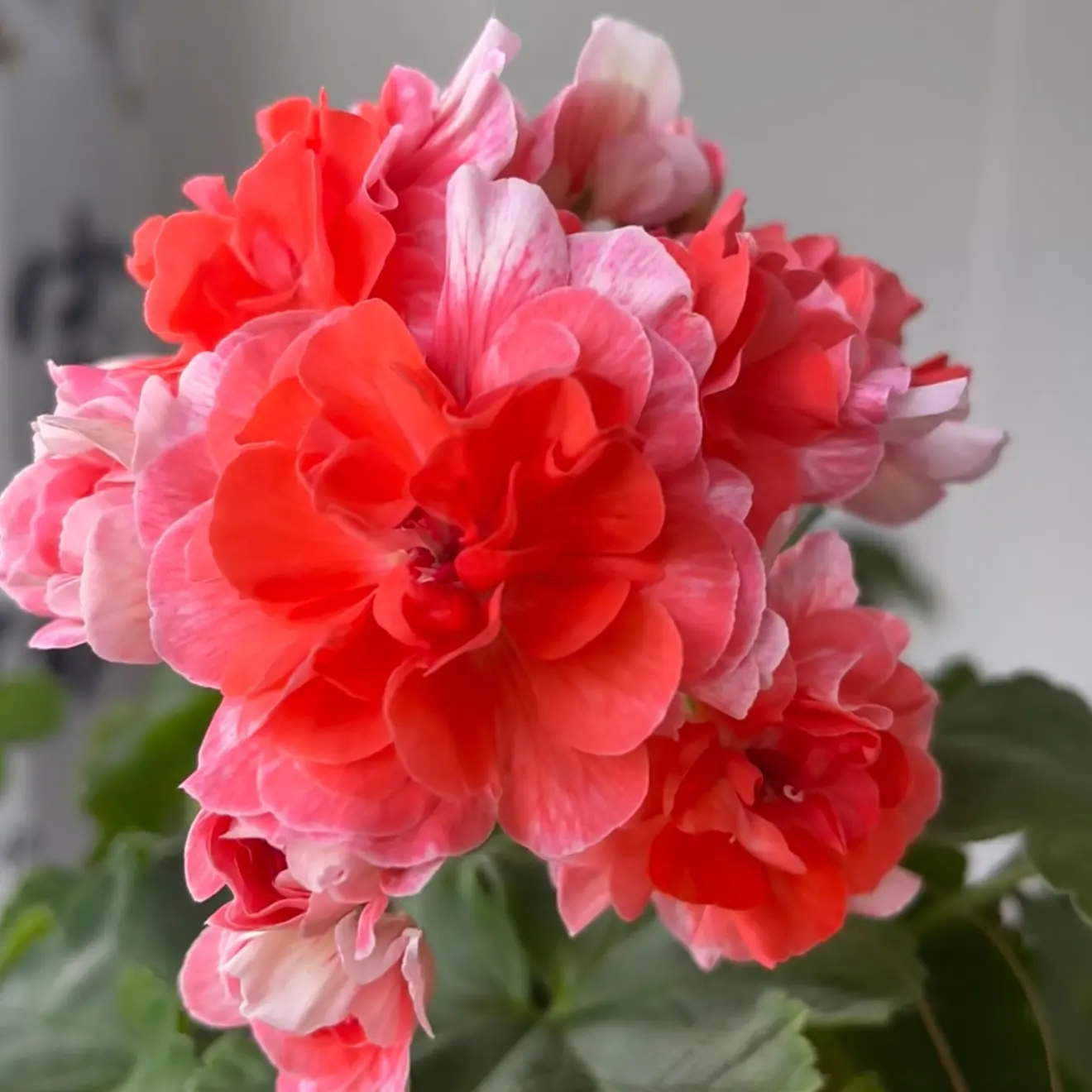 【火凤凰】天竺葵重瓣大花