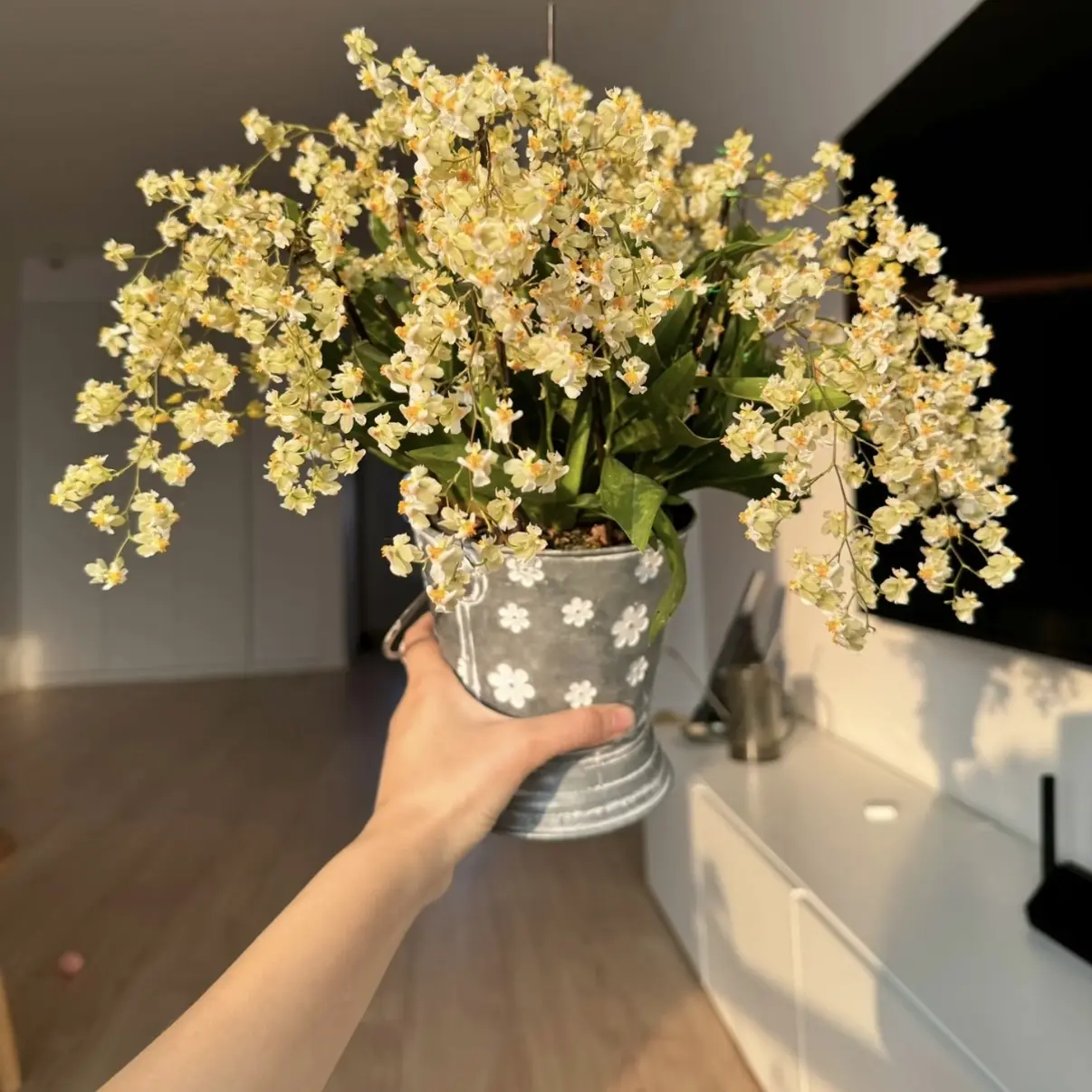 【罗曼香】40支花剑白色梦香兰盆栽多年生室内花卉清香花期长易养护