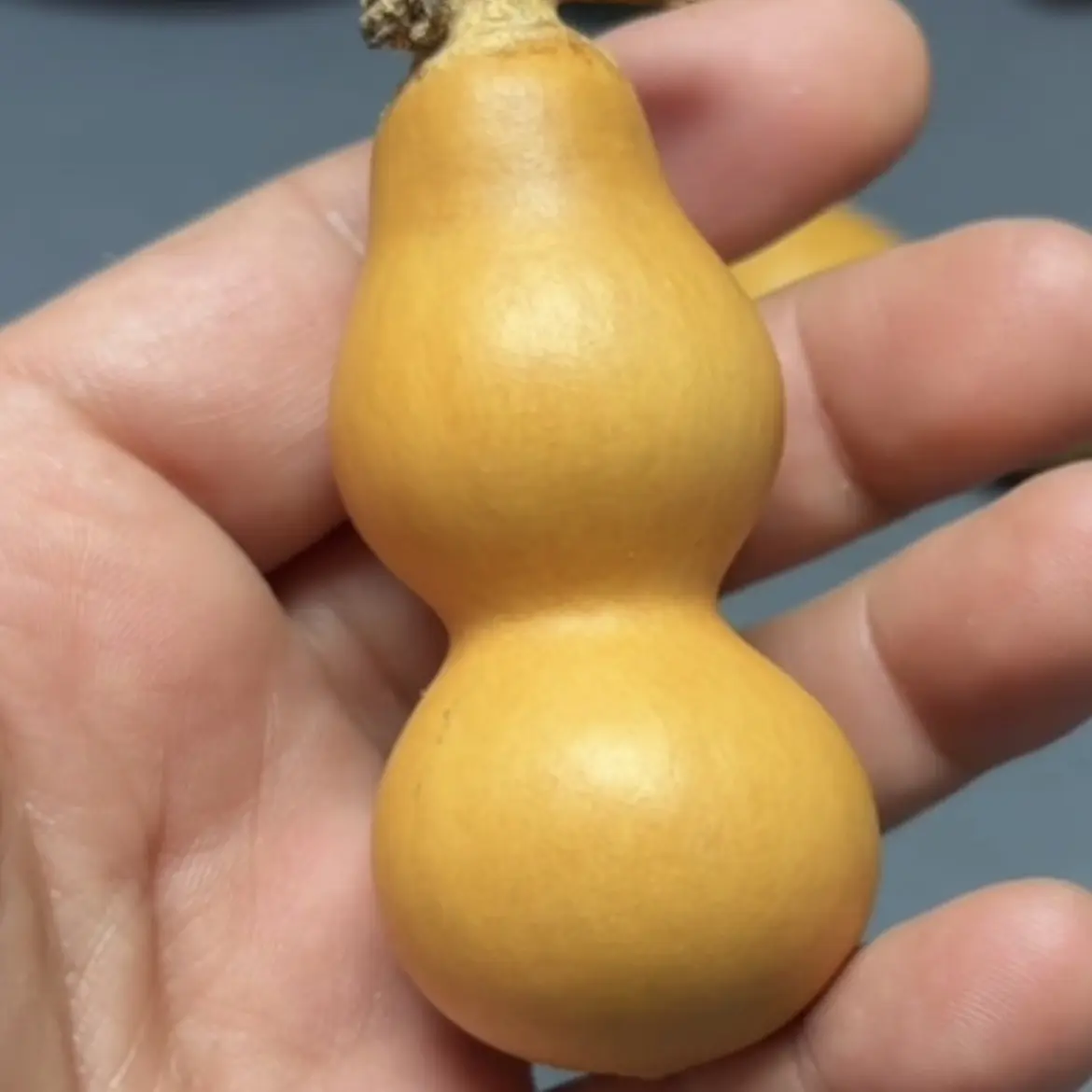 葫芦（直播间专拍）
