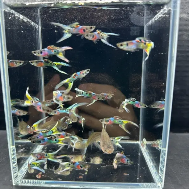 小型热带鱼淡水鱼观赏鱼孔雀鱼野生霓虹双剑（入缸后不包损）