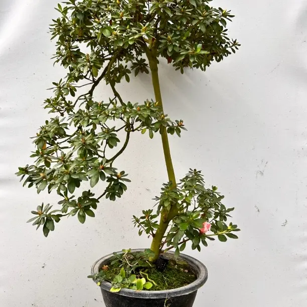 百合杜鹃花 圆融系列 （一物一拍）精品杜鹃盆景 四季开花