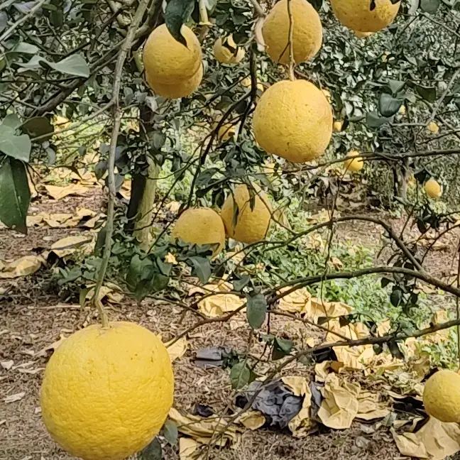 正宗广西容县高山沙田柚当季水果清甜多汁产地直发